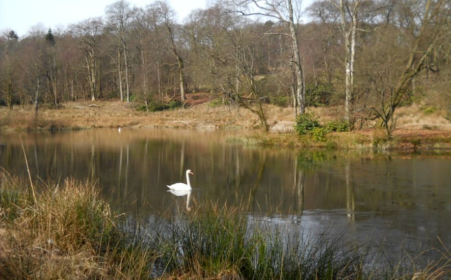 The Ladies Pond on Dougalston Estate