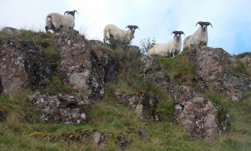 Sheep on Dunmore Hill