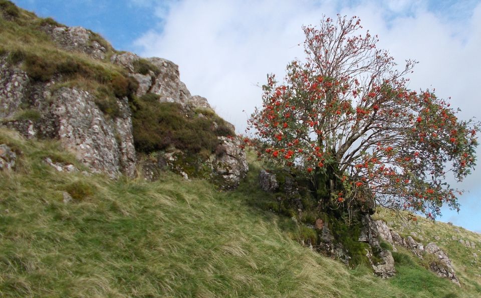 Rowan tree on Dunmore Hill