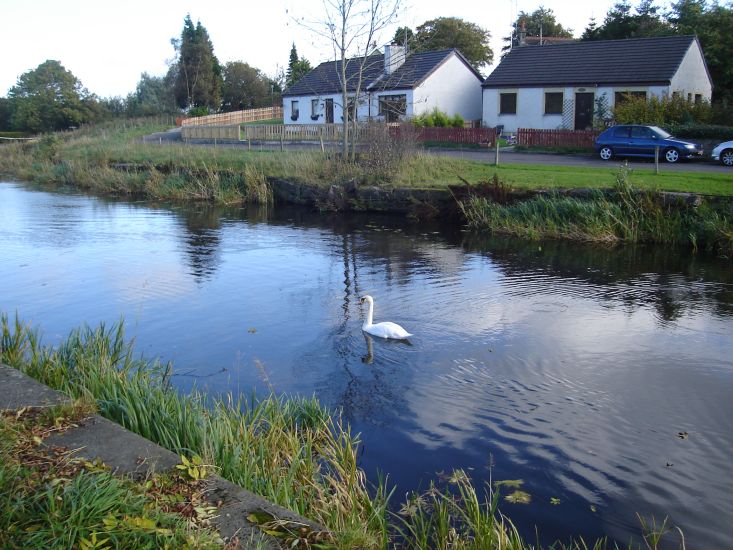Swan on Forth and Clyde Canal