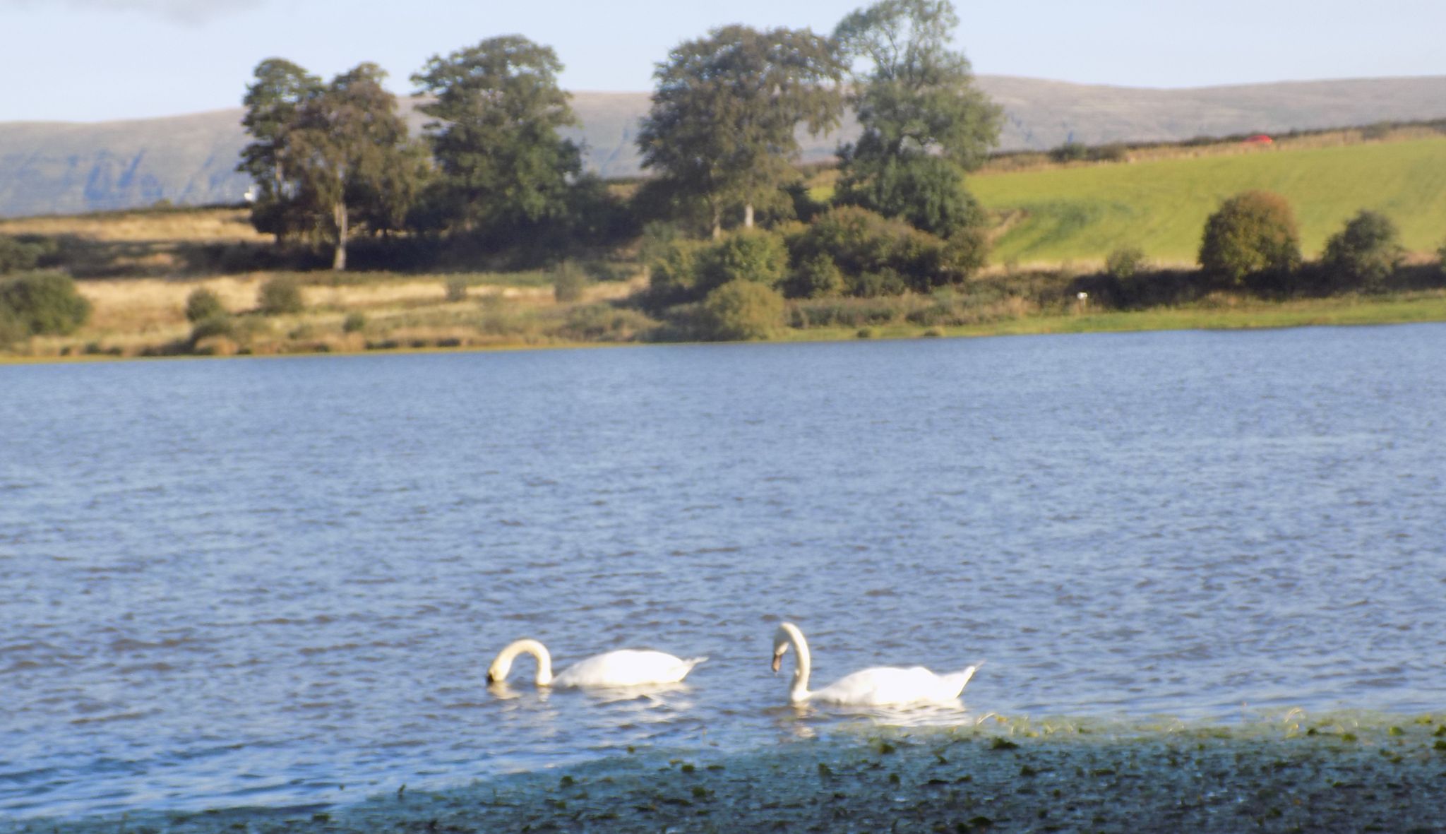 Swans in Gadloch