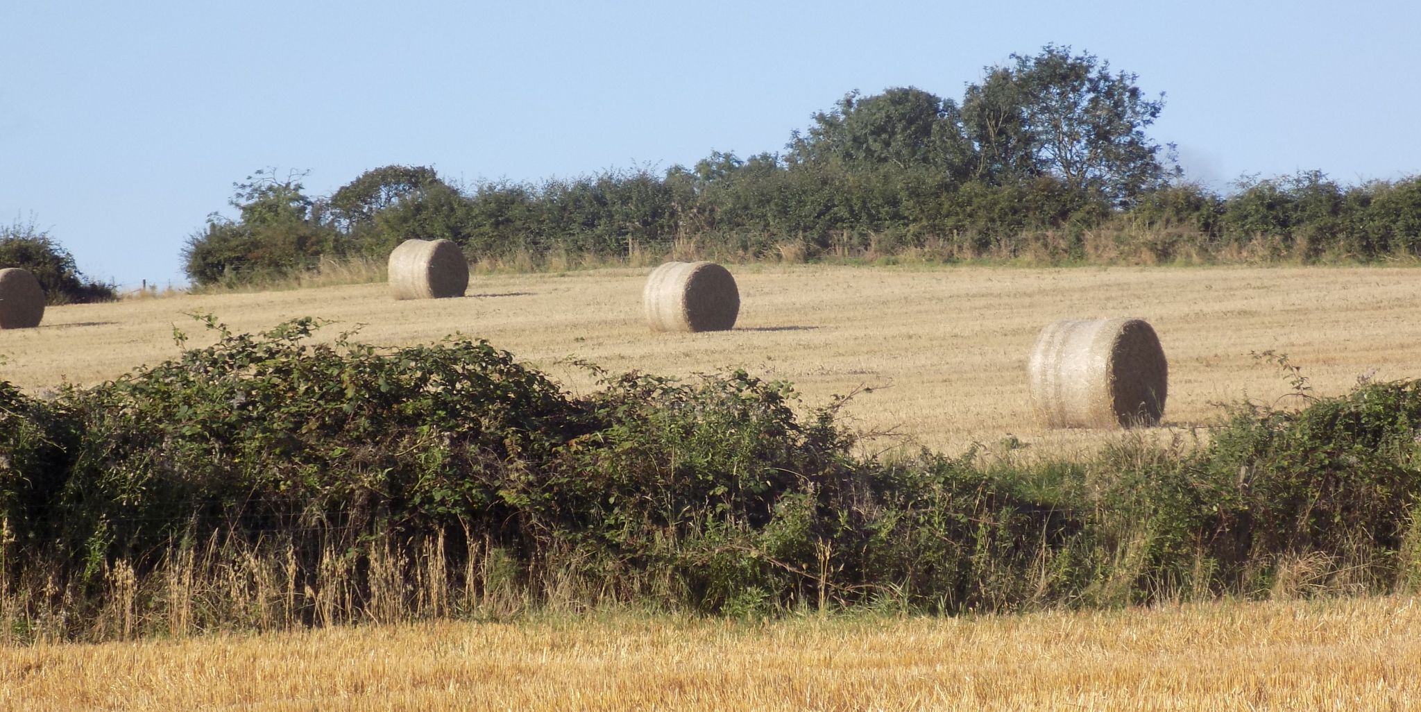 Hay bales in field beside Gadloch