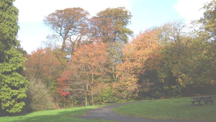 Trees in Linn Park