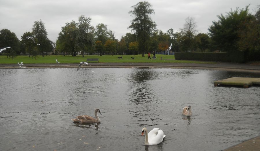 The pond in Elder Park in Govan District of Glasgow