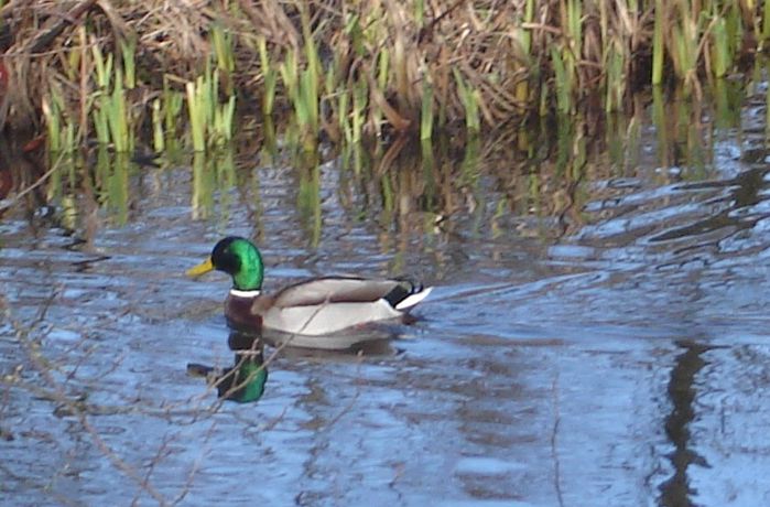 Duck on Kilmardinny Loch