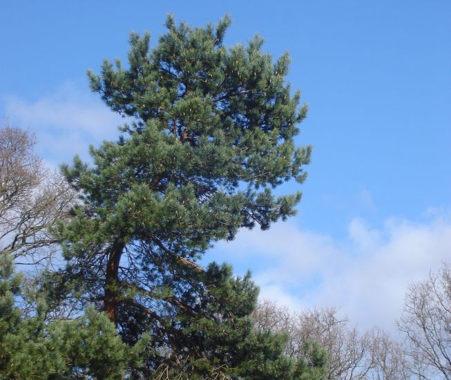 Scots Pine at Kilmardinny Loch