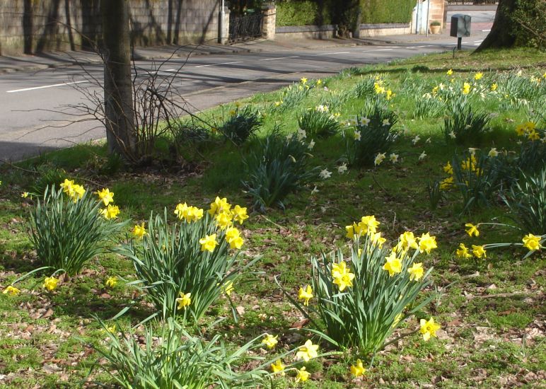 Daffodils in Springtime in Kilmardinny Avenue