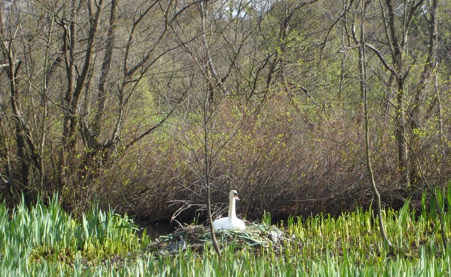 Nesting Swan at Kilmardinny Loch in Bearsden