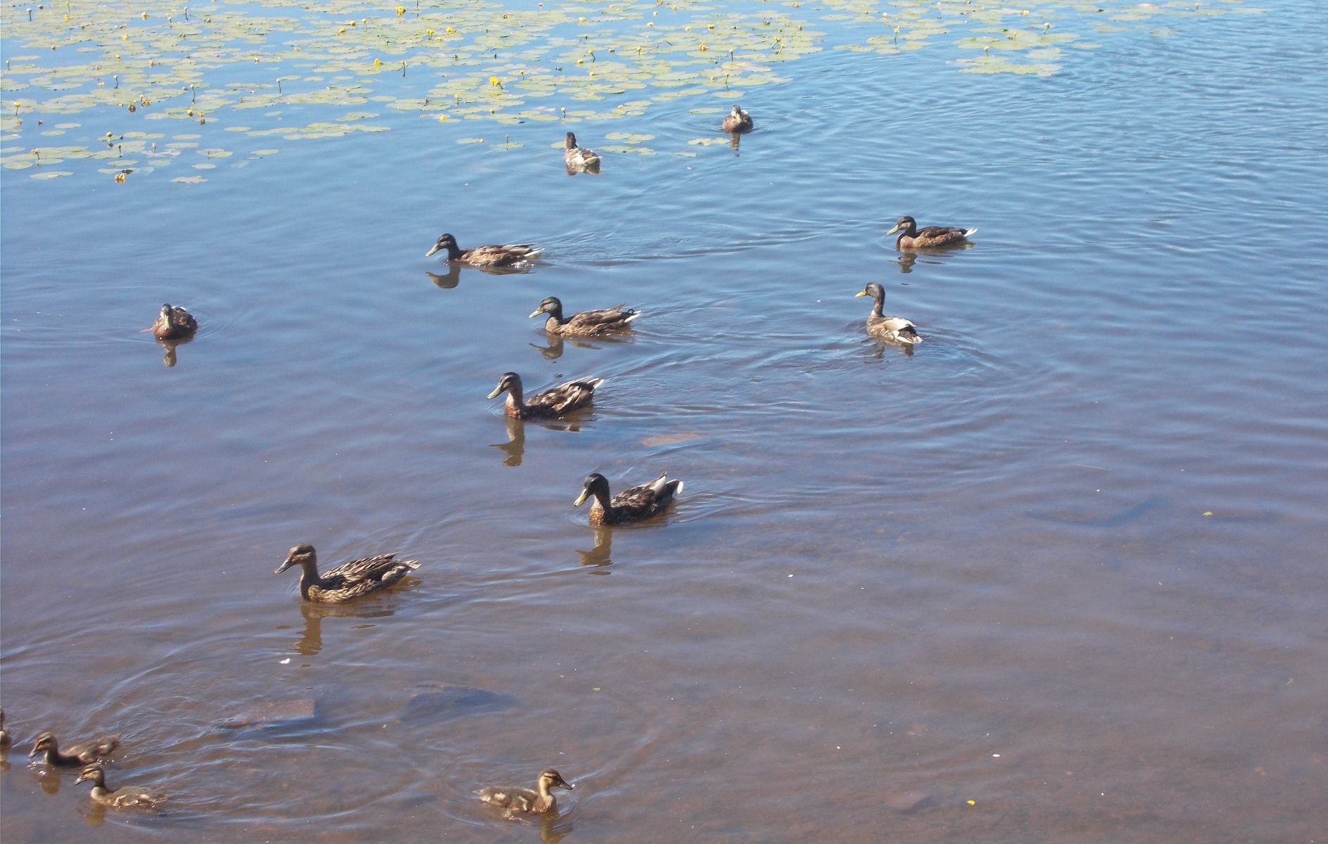 Ducks in Kilmardinny Loch