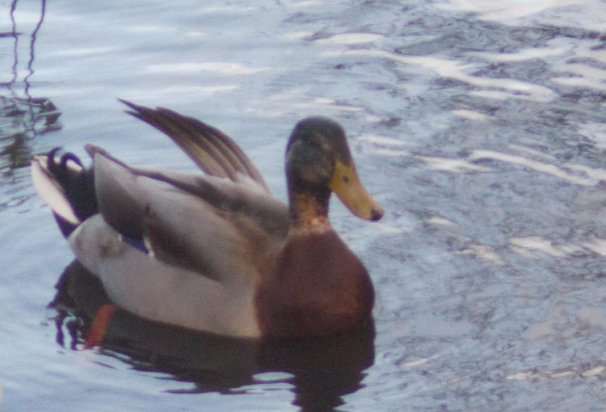 Duck at Kilmardinny Loch in Bearsden