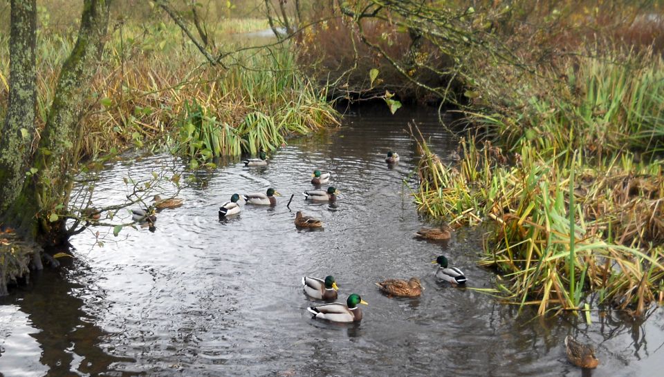 Ducks at Kilmardinny Loch in Bearsden