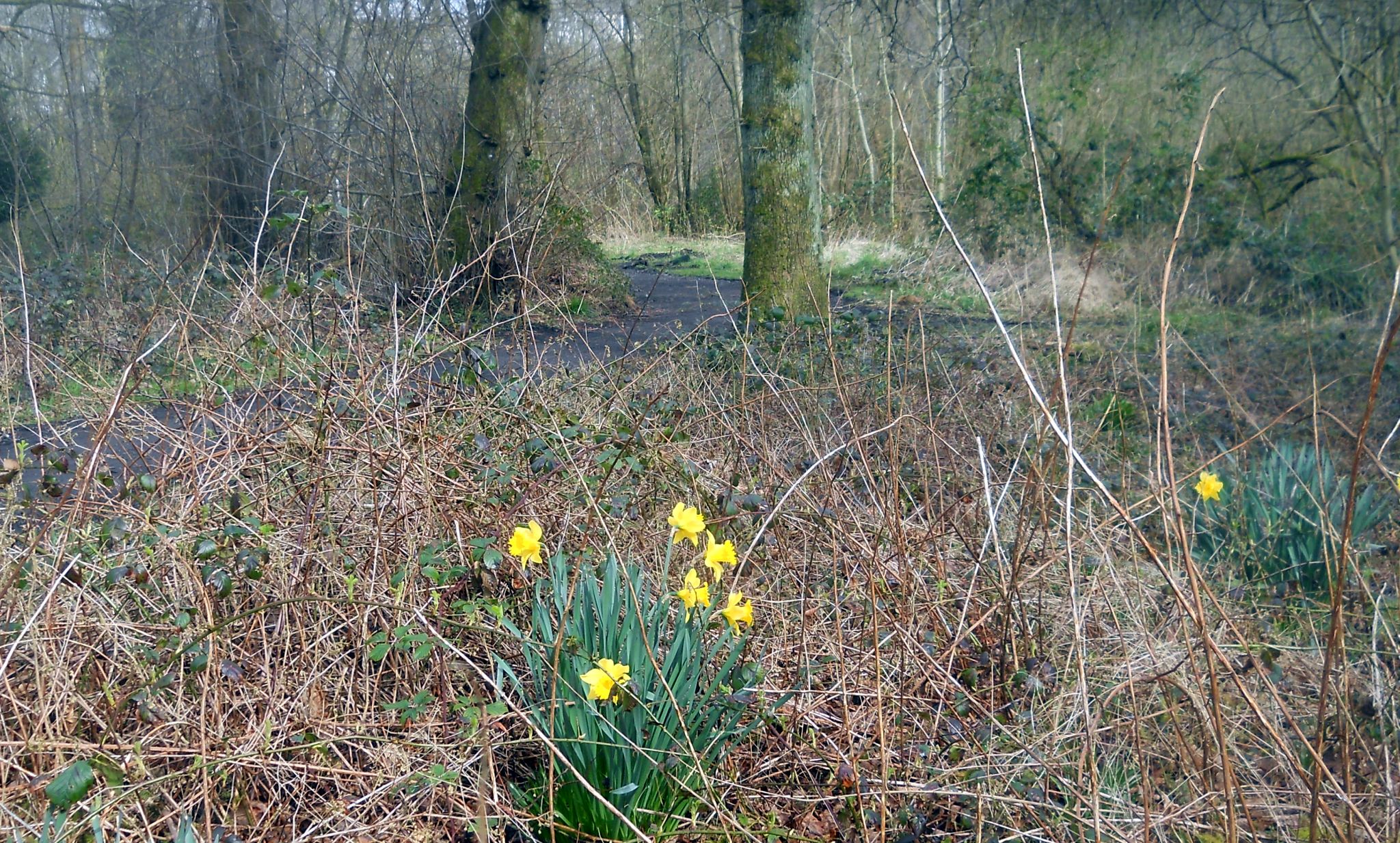 Daffodils at Kilmardinny Loch in Bearsden