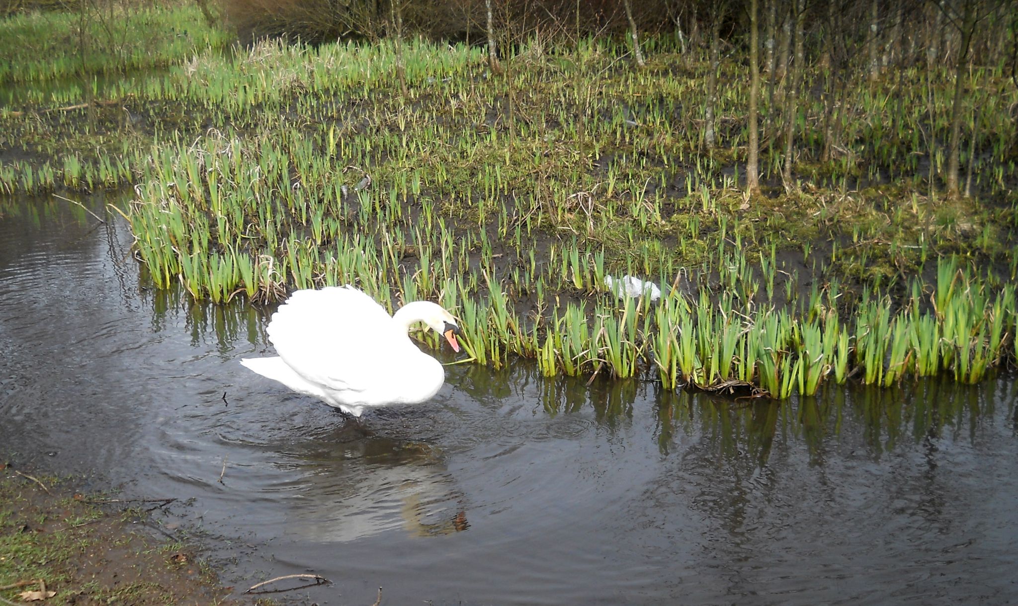 Swan at Kilmardinny Loch in Bearsden