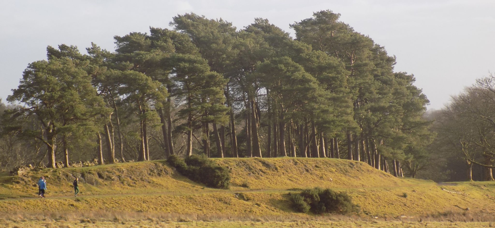 Scots Pine Trees in Mugdock Country Park