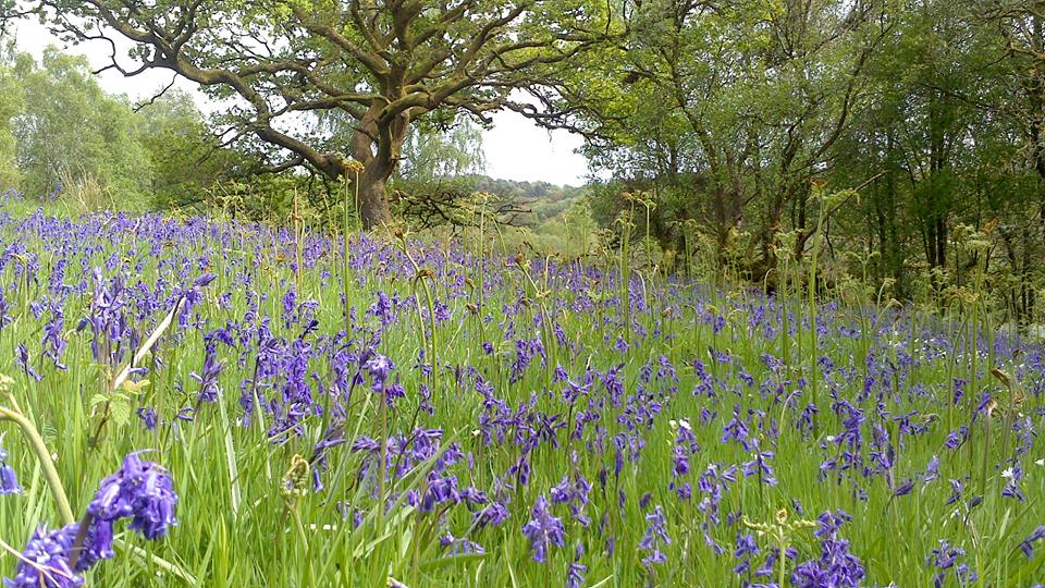 Bluebells in springtime in Mugdock Wood