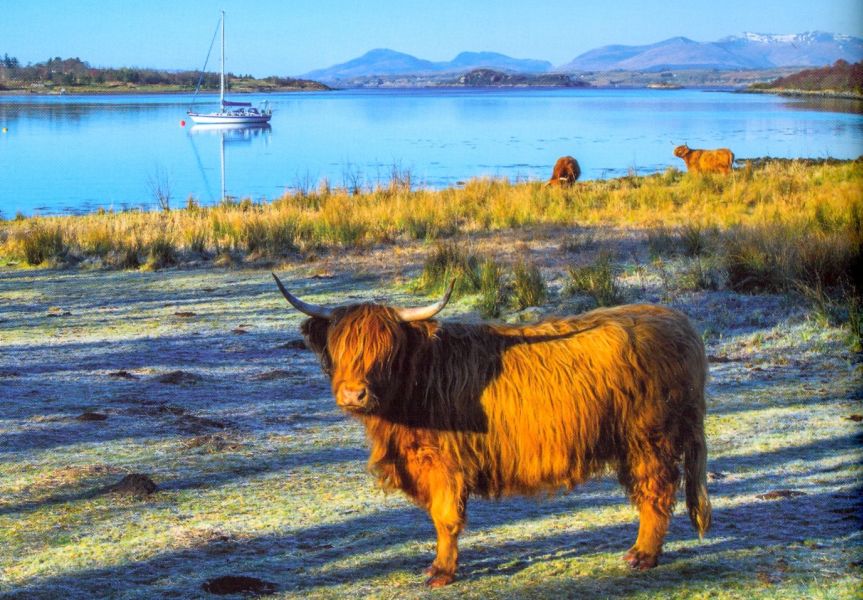 Highland Cattle at Loch Creran