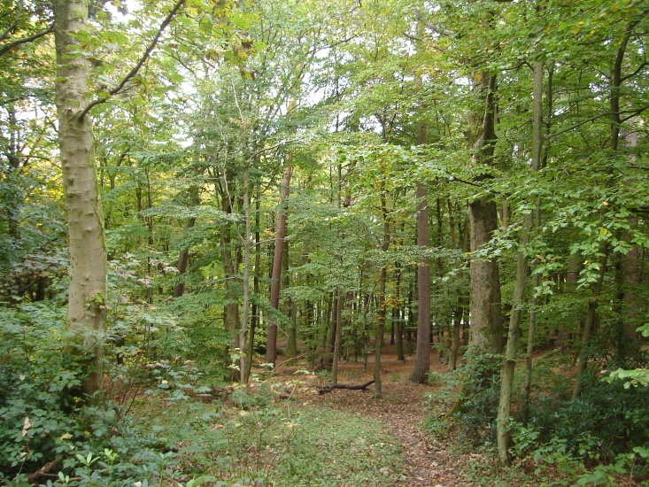 Woods in Pollock Country Park