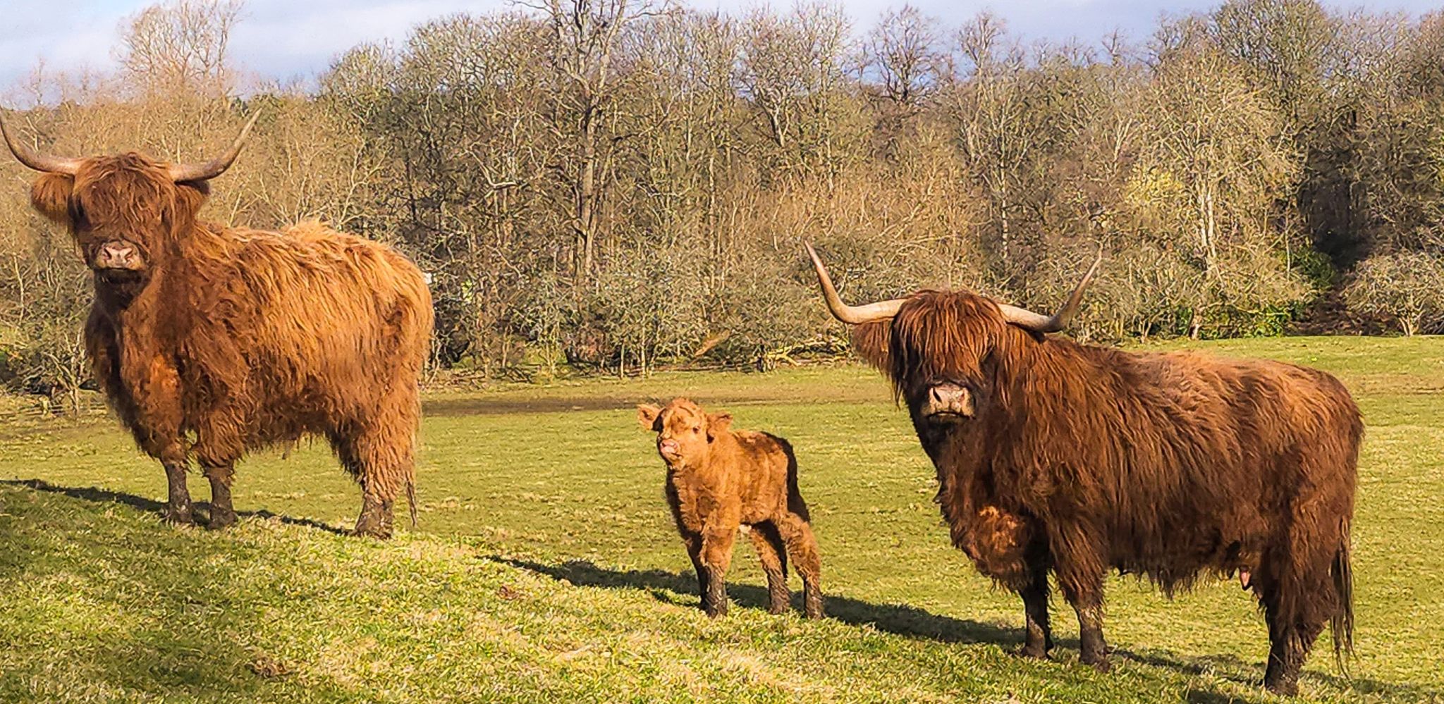 Highland Cattle in Pollock Country Park
