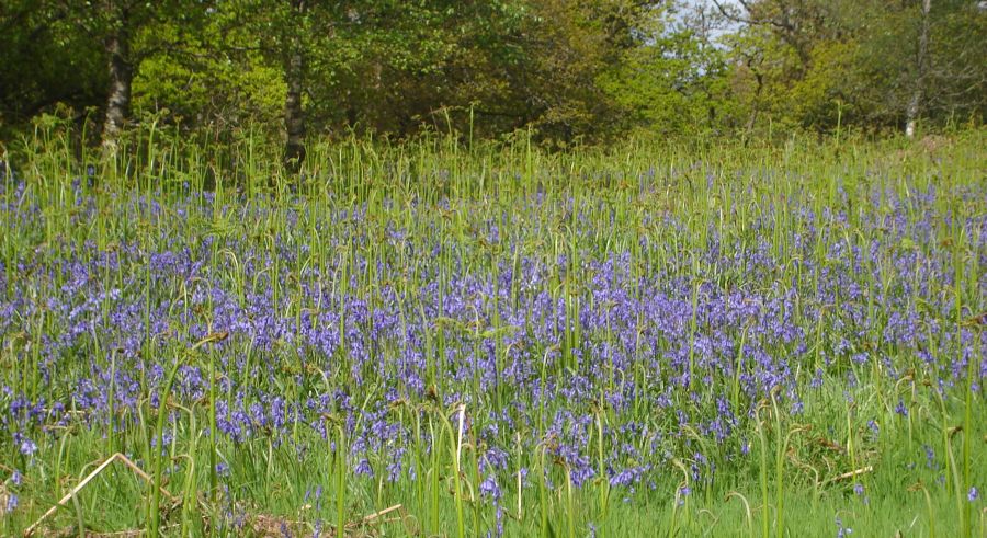 Bluebells in springtime in Mugdock Wood