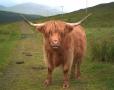 Highland_cow.jpg