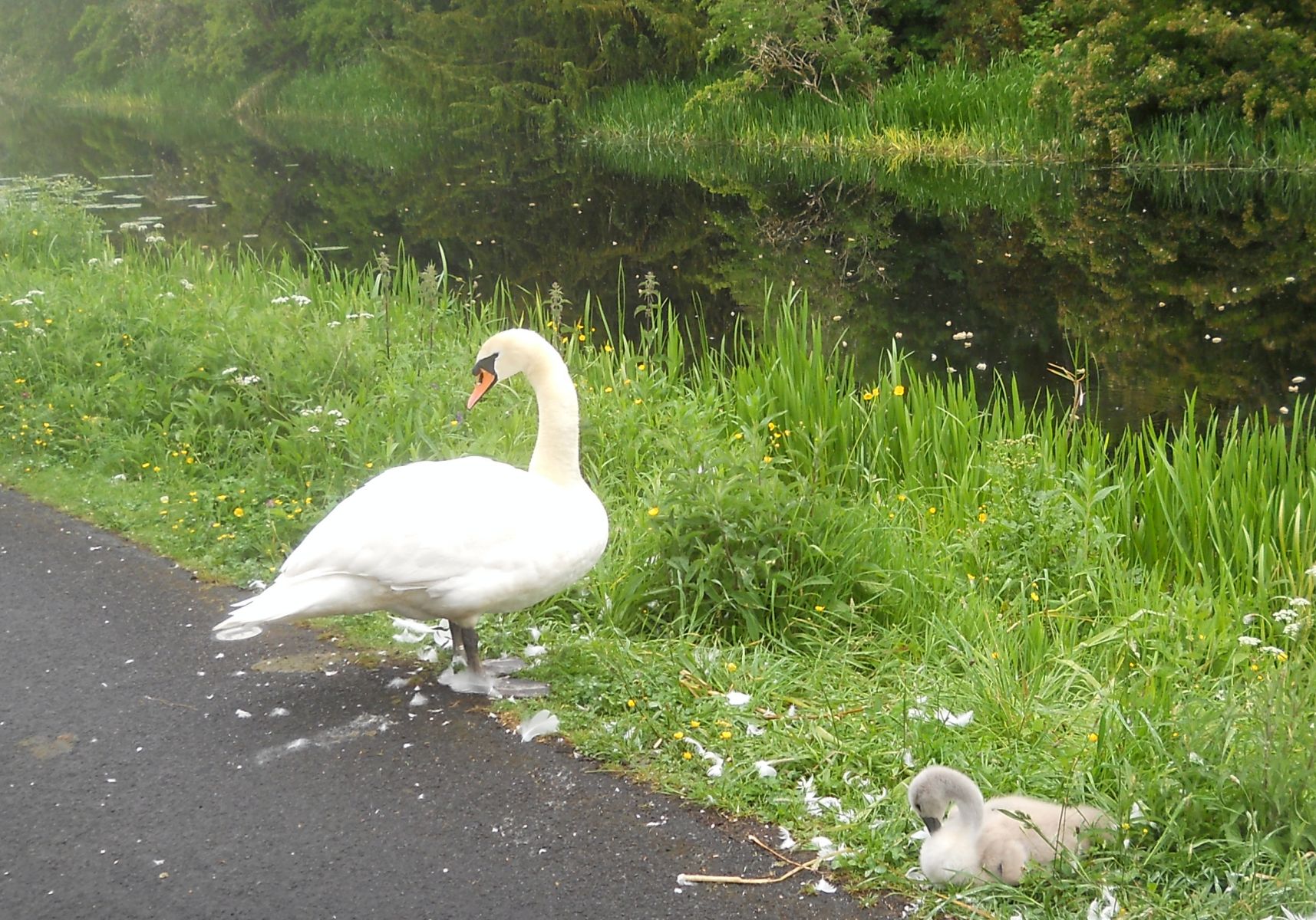Swan and cygnet on Forth and Clyde Canal at Westerton