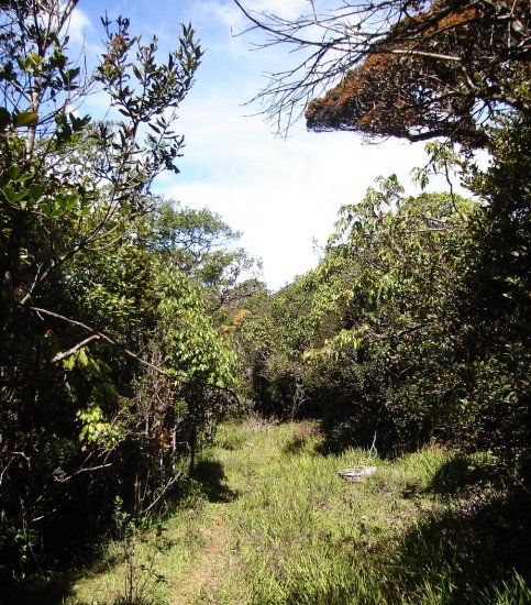 Jungle Trail on Mount Pedro