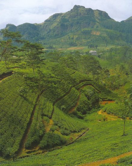 Tea Plantations in the Hill Country of Sri Lanka