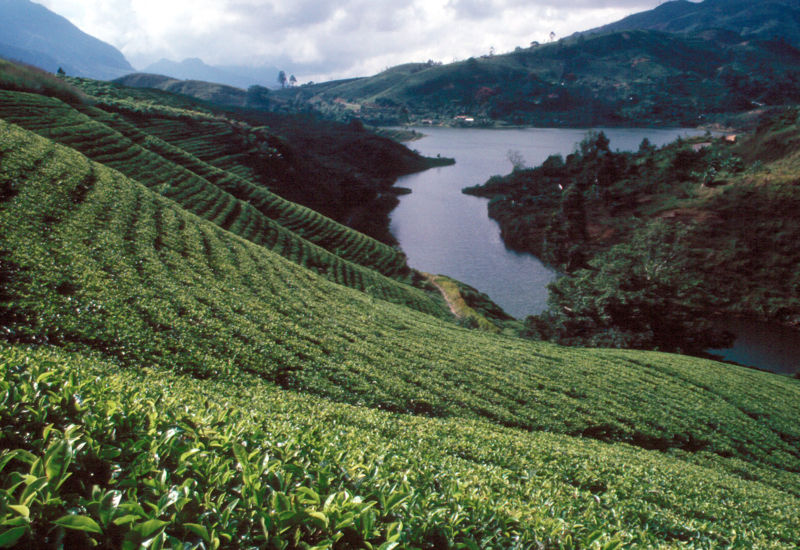 Tea Plantation above Gregory's Lake at Nuwara Eliya in the Hill Country of Sri Lanka