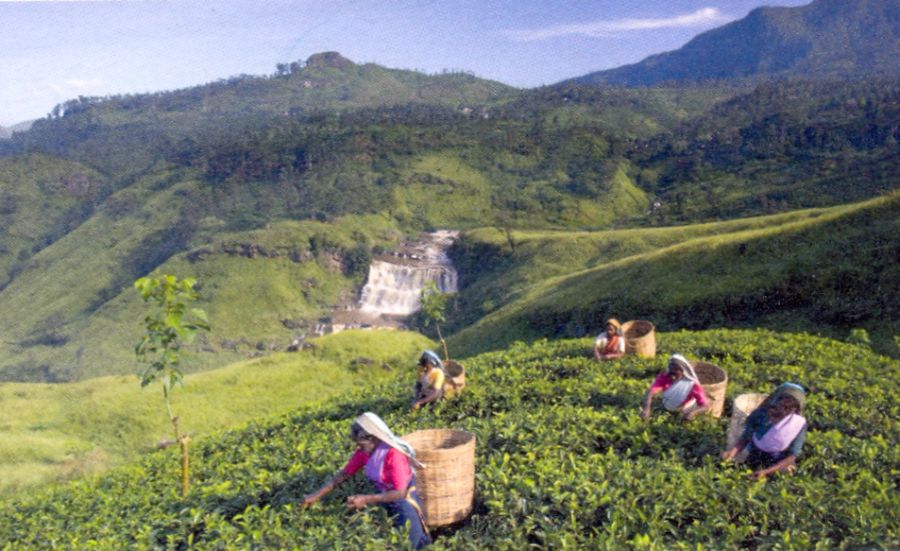 Workers in Tea Plantation in the Hill Country of Sri Lanka