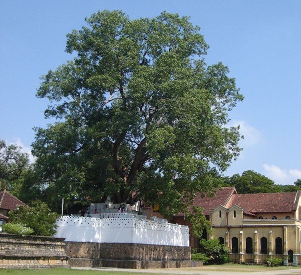 Bodhi Tree at Natha Devale in Kandy