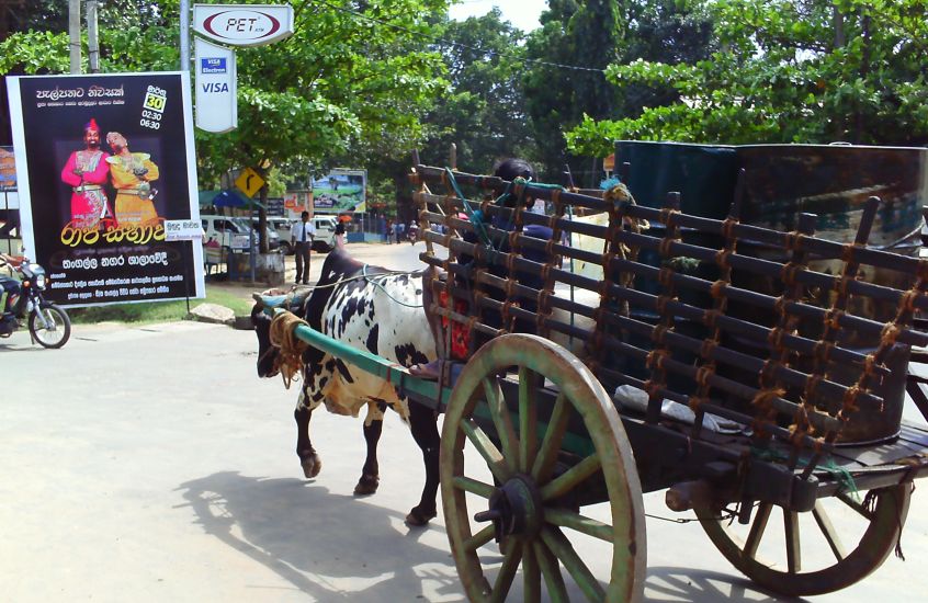 Bullock cart in Tangalle on the South Coast of Sri Lanka