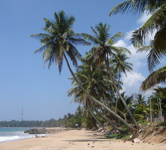 Coconut Palms on Beach at Tangalle on the South Coast of Sri Lanka