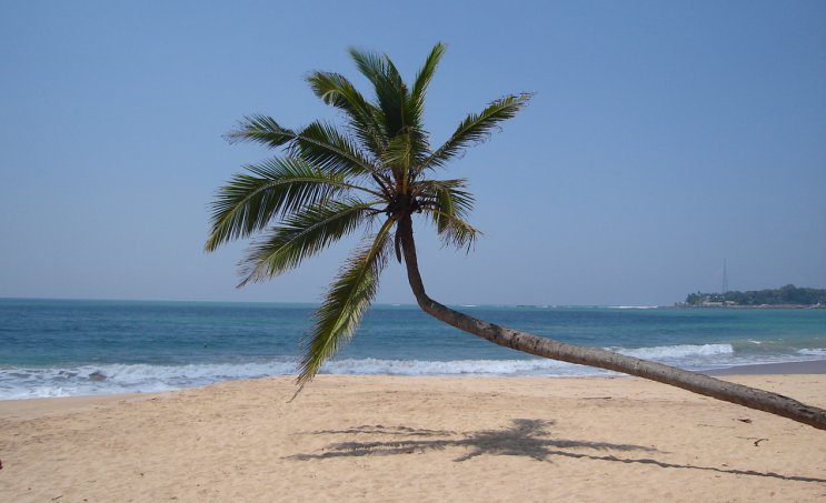 Coconut Palm Tree on Beach at Tangalle on the South Coast of Sri Lanka