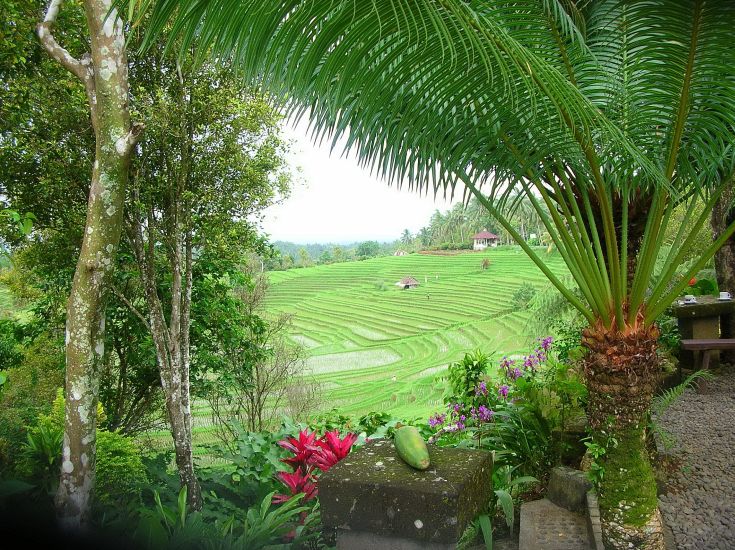 Rice Terraces at Ubud on the Indonesian Island of Bali