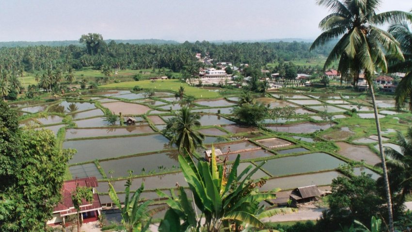 Rice Paddies near Bukittinggi on Sumatra