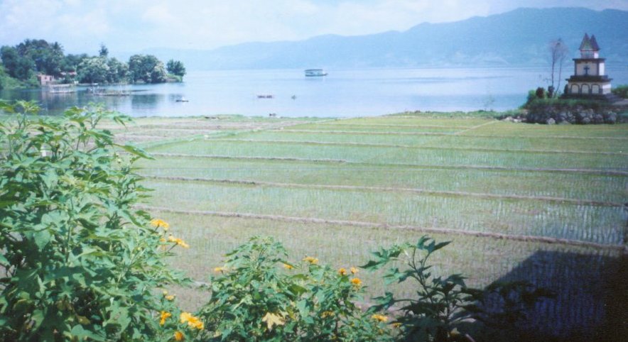 Rice Paddies on Pulau Samosir in Lake Toba, Sumatra