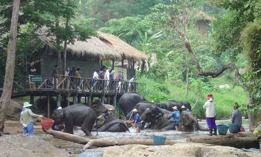 Elephant Camp in Northern Thailand