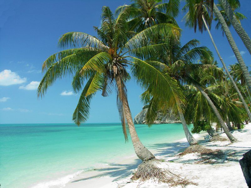 Coconut palms on beach on on Pha Ngan Island in Southern Thailand