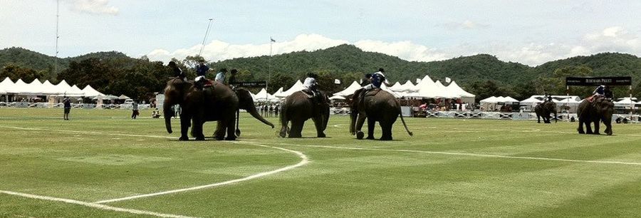 Elephant Polo at Hua Hin