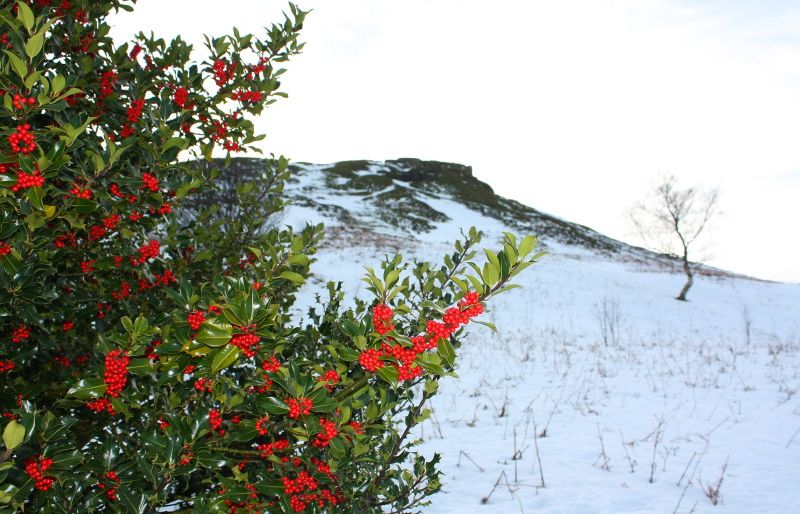Holly Tree on Roseberry Topping