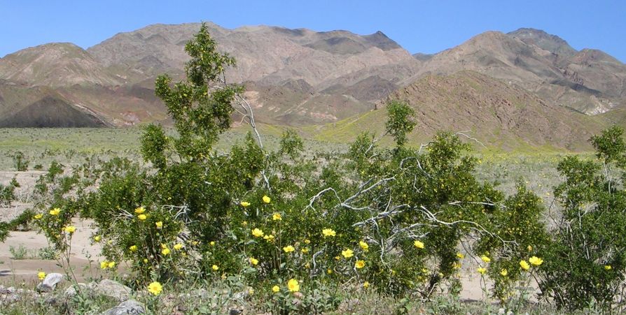 Desert Flowers in Death Valley