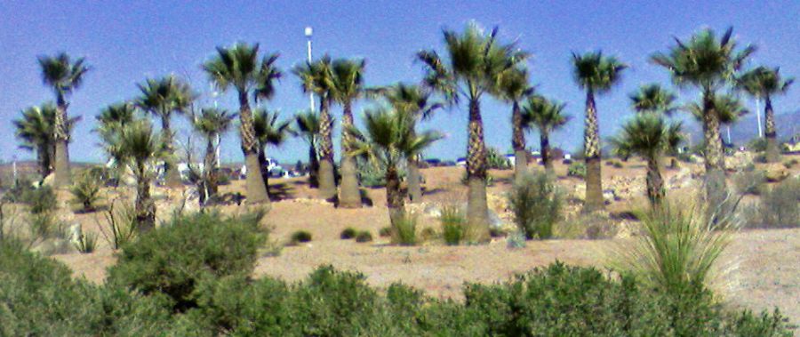 Fan palms in Mohave Desert