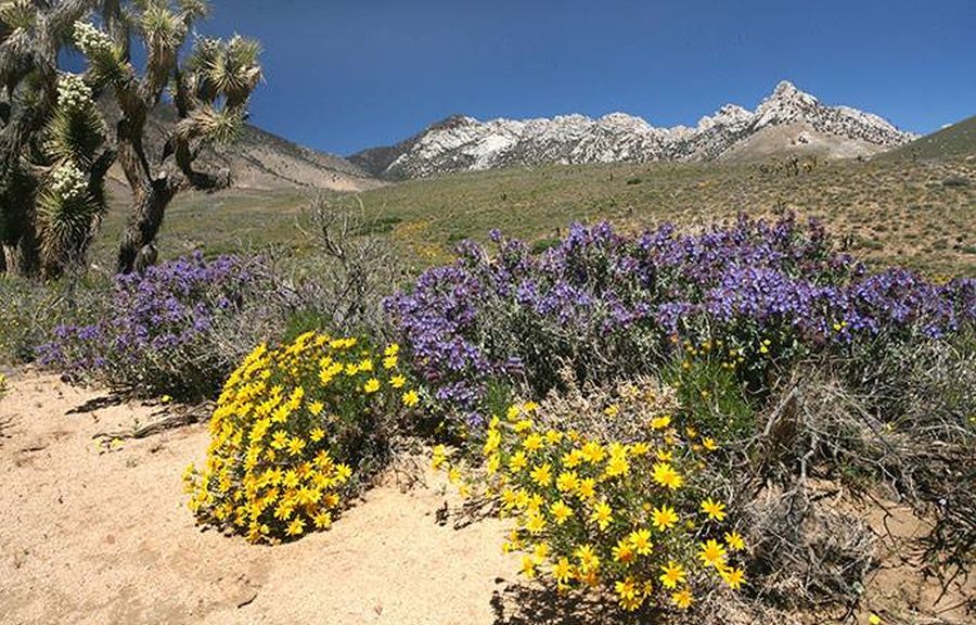 Yucca Tree and Desert Flowers