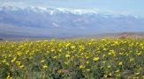 Death_Valley_flowers_2.jpg