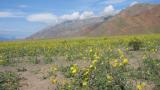 Death_Valley_flowers_4.jpg