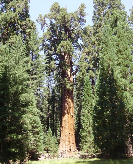 General Sherman - Giant Sequoia Tree in Sequoia National Park