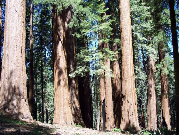 Giant Sequoia Forest in Sequoia National Park