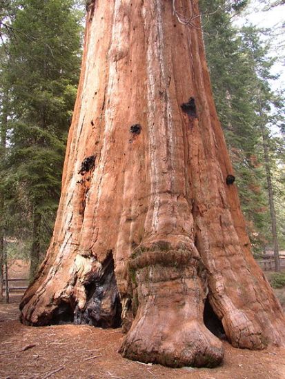 Trunk of Giant Sequoia Tree in Sequoia National Park