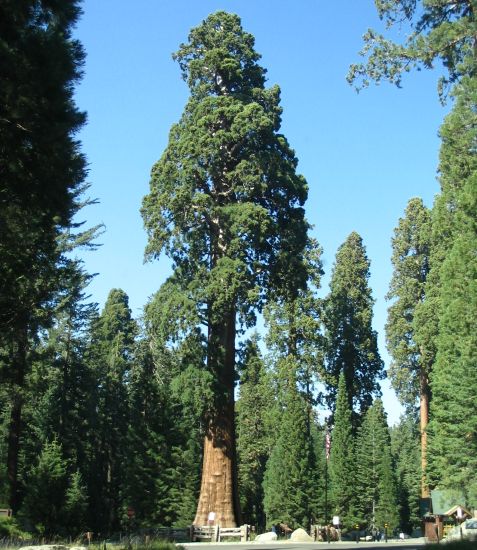 Giant Sequoia Tree in Sequoia National Park