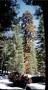 G-sequoia.jpg